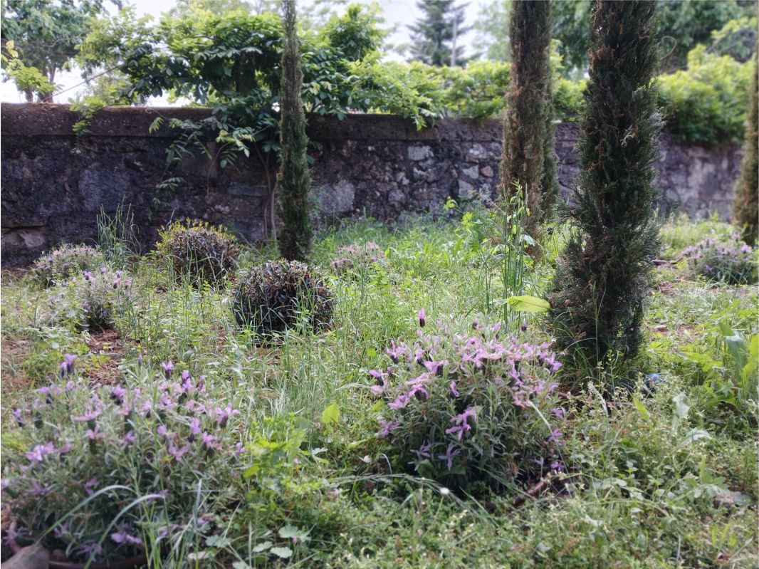 cipreses y lavanda