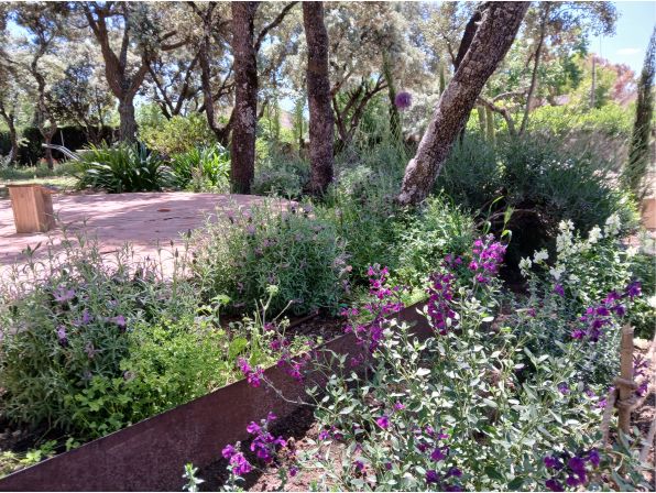salvias de colores lilas